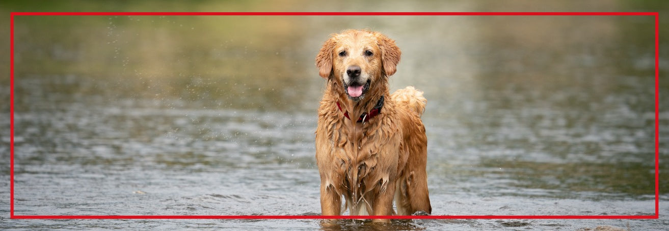 Golden retriever standing in water with a blurred natural background