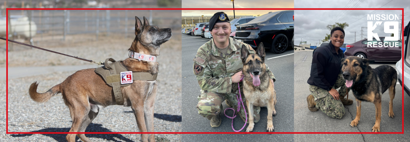 Mission K9 Rescue Dogs with their owners. 